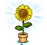 Sonnenblume sehr groß strahlend.png
