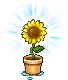 Sonnenblume mittel strahlend.png